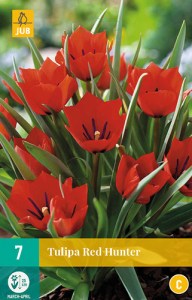 tulipan RED-HUNTER